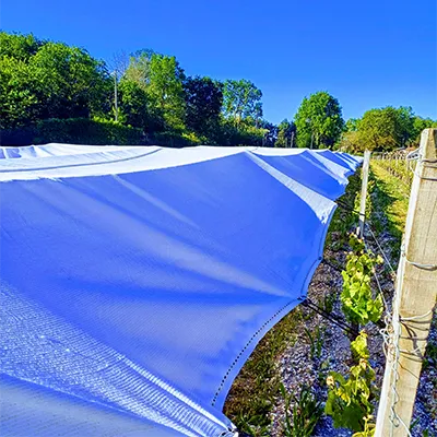 filets anti gel vignes