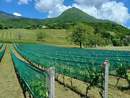 Protection antigrele vignes
