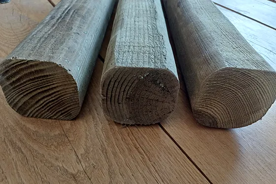 piquets pin portugais